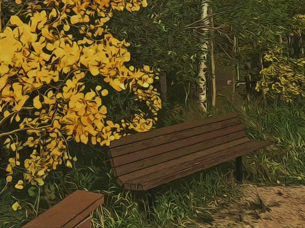 A wooden park-style bench in an aspen grove in Colorado